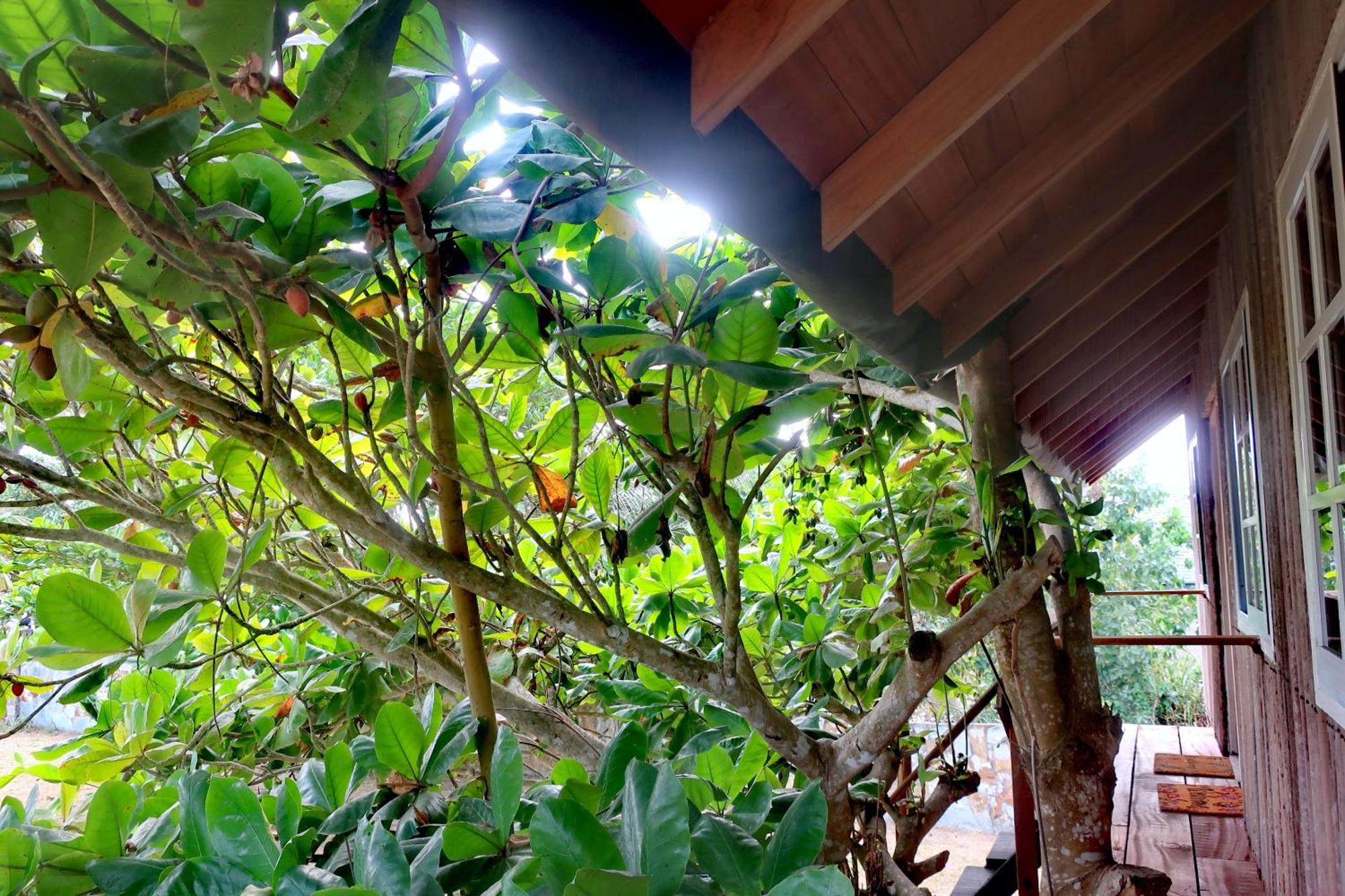 Afro Beach Eco Resort Butre Quarto foto